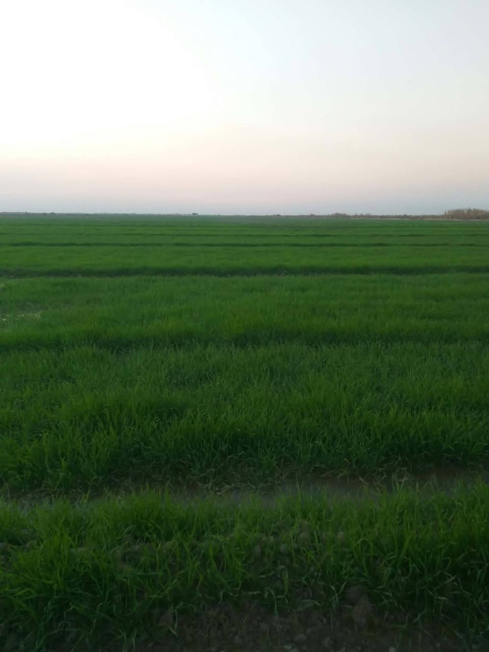 للبيع ٣٠ دونم عقد ٣٥ مكان  صويره هيه ب قريه العداله سعر دونم ٥ ملاين
