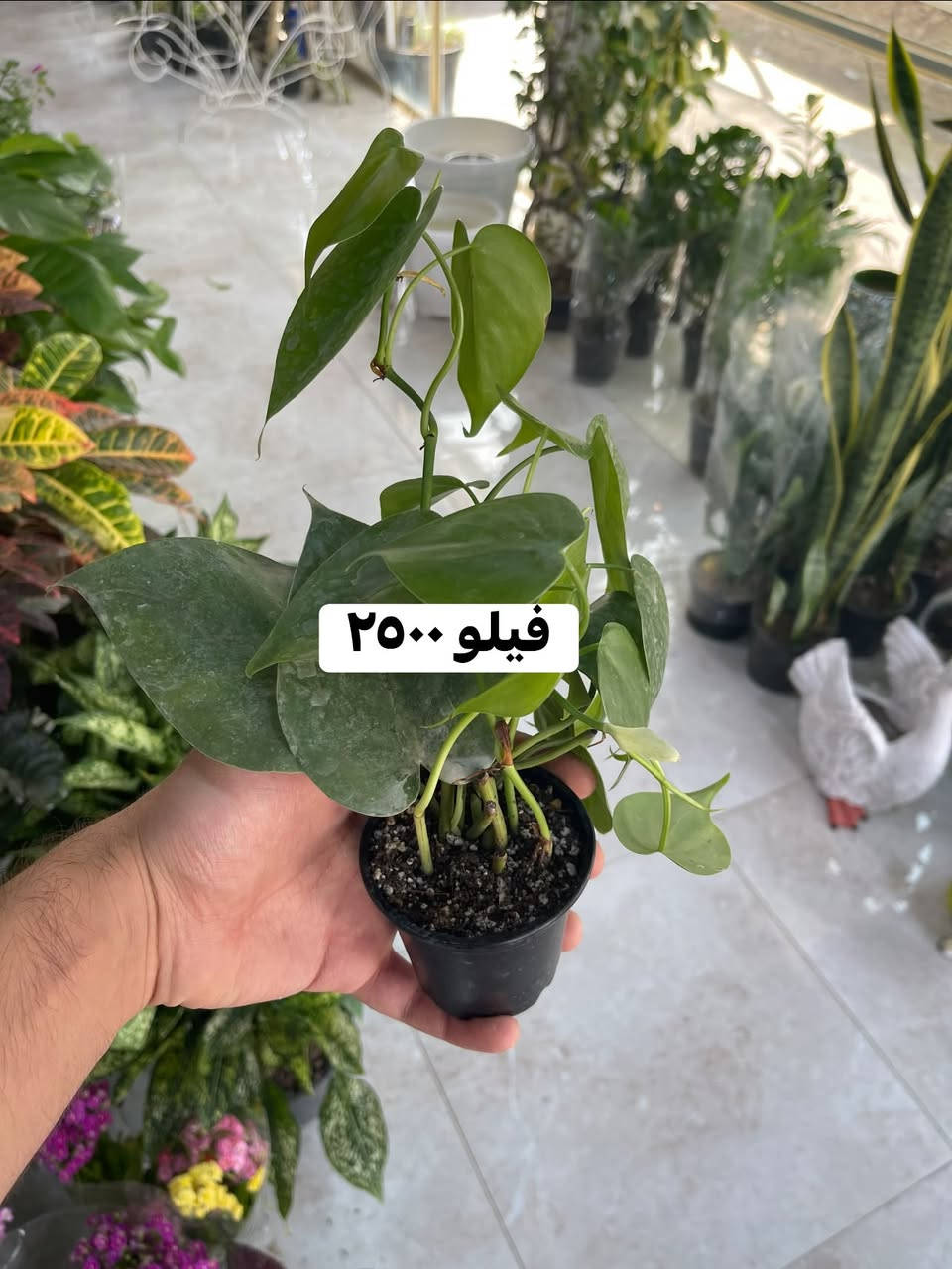 ...الانبار الرمادي العزيزية مكان الجديد...من جهة شارع العام خلف مجمع برج المسك شارع ميسلون  اول فرع على اليمين *********** ... يوجد توصيل داخل الرمادي...
