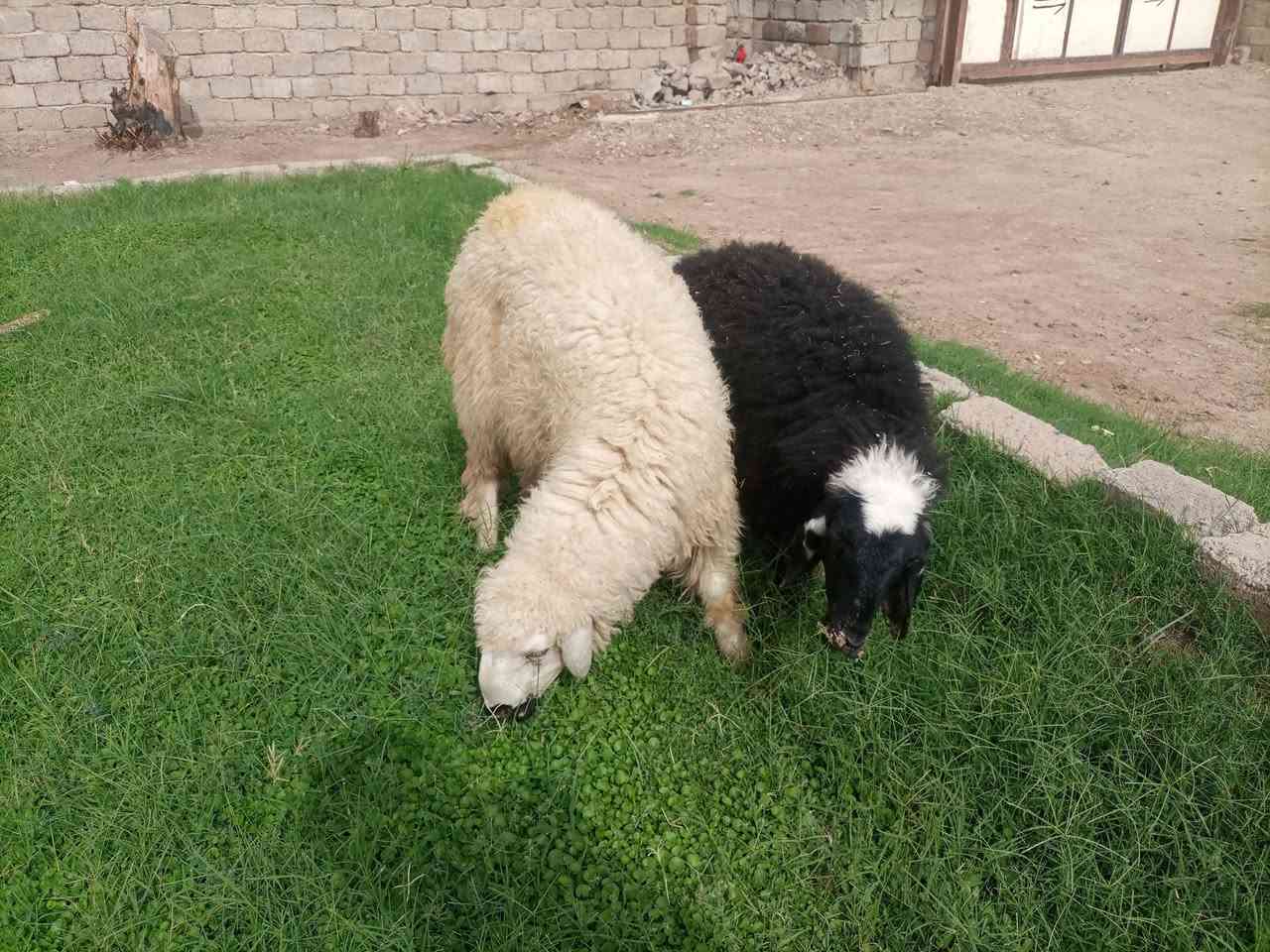 فطايم • قريه اصبيح