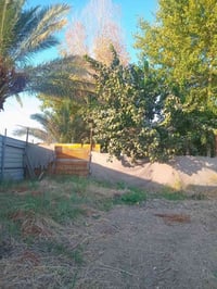 بغداد الراشدية • ٩٠٠م • طابو زراعي