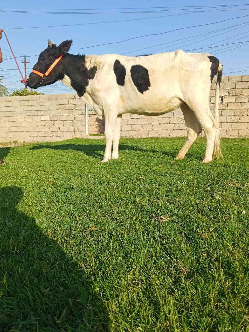 السلام عليكم مكلف بل نشر اتصل عل رقم 
اخوان جنايه يوجد بجر فريزي الاصلي 
عشار كفاله 5 اشهر وين جنايه 
بجر حلوه وجنس شرط نصاحه 
وين جنايه
العنوان شرقاط قريه شكرا
هاتف/***********
***********بي واتساب 
ماتحصل رقم او مشغول راسلني واتساب ودلل
