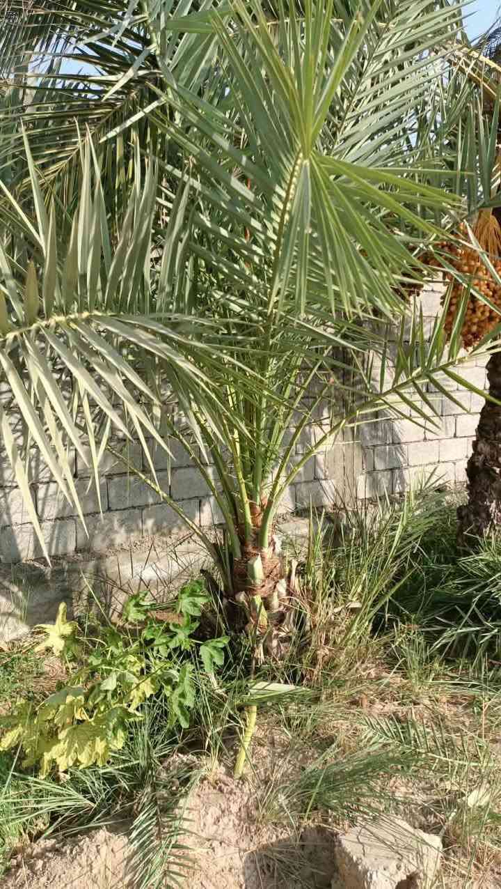 امايات نخل مكتوم العدد ٢ شلع الوحده هيه والفسيل الي وياها سعر الواحده ١٢٥وبيها مجال مكاني شيخ حمد
امايات نخل مكتوم العدد ٢ شلع الوحده هيه والفسيل الي وياها سعر الواحده ١٢٥وبيها مجال مكاني شيخ حمد 
الاستفسار *********** بي واتساب مفتوح

