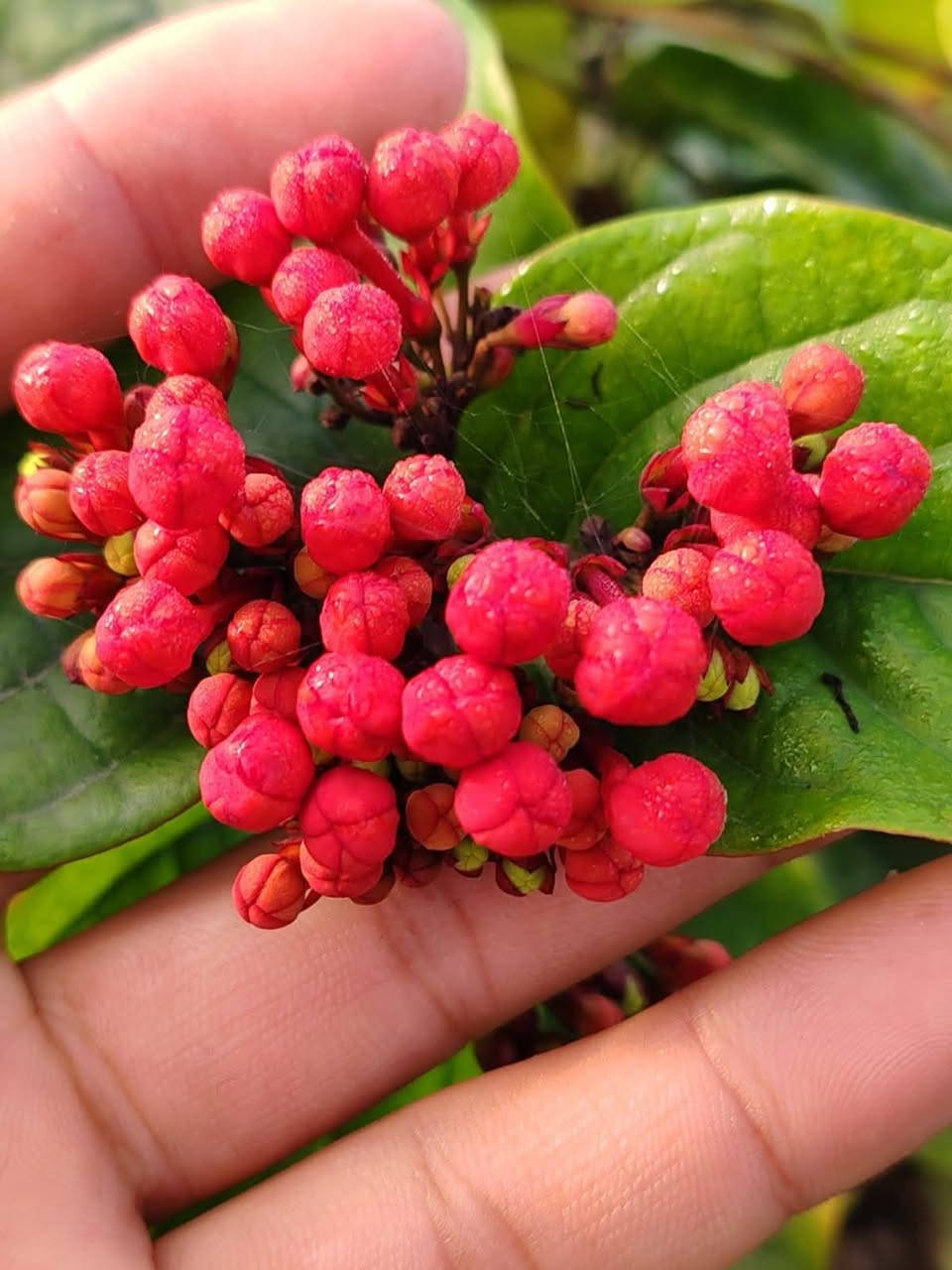 طربوش الملك • متسلق دائم الخضرة • ١٫٢٠م