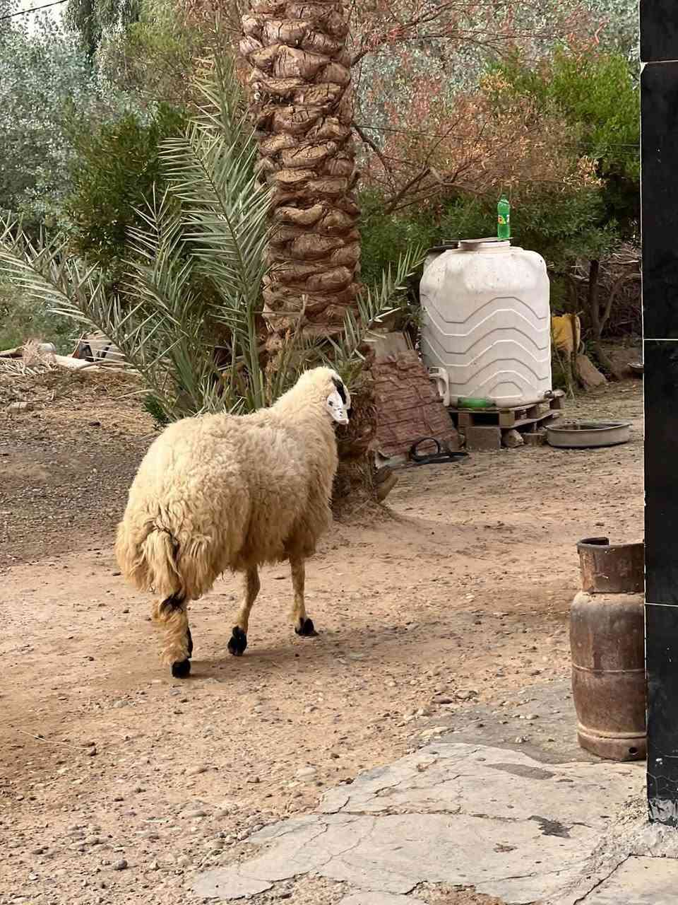 طلي اجم مبكم • للبيع • المشاهدة