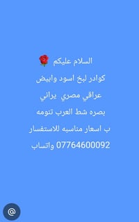 كوادر لبخ • عراقي مصري • شط العرب تنومه