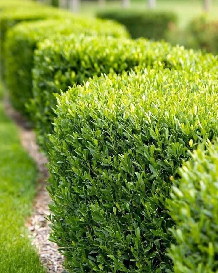 الدودونيا 🌿🍀💚
..........
هي شجيرة مستديمة الخضرة قد يصل ارتفاعها إلى 4 متر  وتزرع لغرض تسوير وتحديد الحدائق أو كأشجار مستقلة تقلم بالشكل المرغوب لقابليتها الجيدة للتشكيل حسب الرغبة ينتشر استخدامها في الحدائق العامة والخاصة .

 
تعتبر  من الشجيرات الفائقة التحمل والتكيف، فهي تنمو في الظروف البيئية الصعبة بشكل ممتاز، وتتحمل العوامل البيئية القاسية مثل الحرارة العالية والجفاف والرياح وملوحة التربة .

متوفره 
بسعر 750 جملة 
وبسعر 1000 دينار للوحدة (مفرد)  
اقل عدد جمله 10 فما فوق
واتساب ؛ ***********

نص مكتوب في الصور:
- OPPO Reno6 Z 5G
- ددونيا