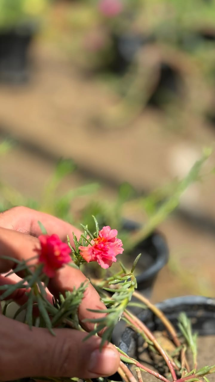 صباح الخير 💕😍
كل ٣ وردات بالفين.  ورد دافع خير من  الله 😍💐💐
توفر ورد. صباح عراقي جميع الوان 

يم مشتل الدجيل

العنوان شارع البلديه عل محيط 

لاستفسار ***********📞📱

توجد خدمه توصيل 🚚
