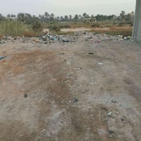 الكوفة علوة الفحل • ٢٠٠م • زراعي سند ٢٥