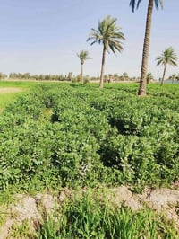 أبو غريب • ٢٩٠٠م • واجهة ٢٨م