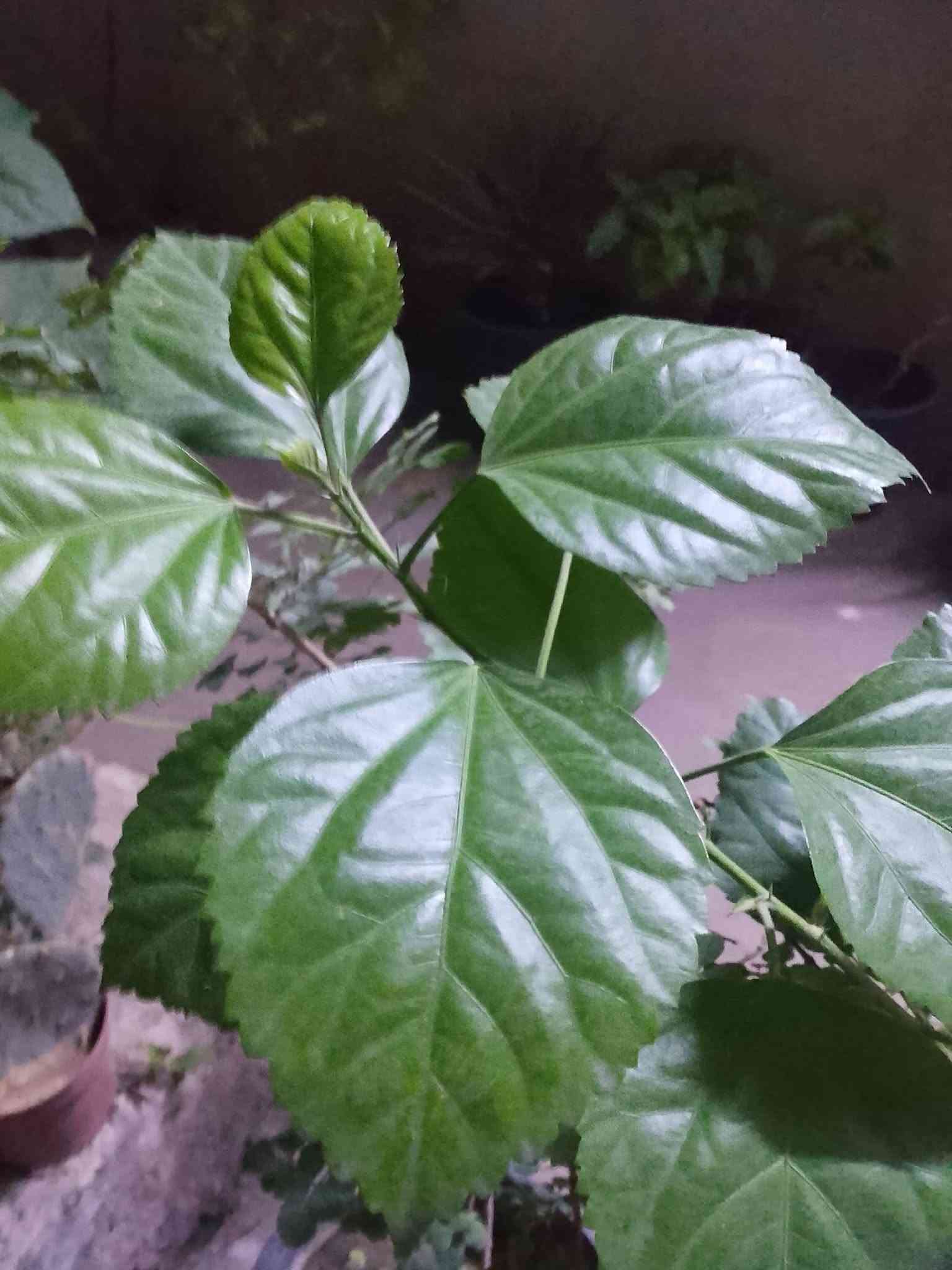 نباتات ظل • سنادين فخار • توصيل القيارة