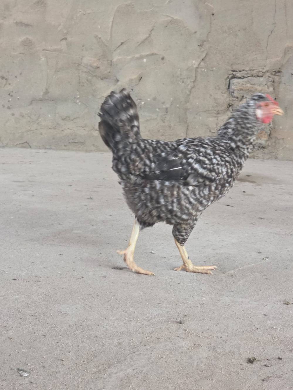 دجاج بياض • أقل من سنة • البصرة