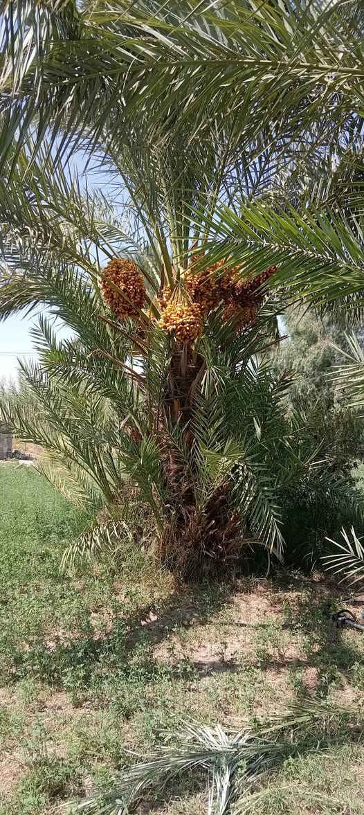 السلام عليكم ورحمة الله
يتوفر لدينا فسائل نخل خستاوي و العامل يشلع الفسائل و يشتلهن موجود
النساف / البوعيسى / قرب مدرسة المحجة البيضاء
للتواصل ***********
