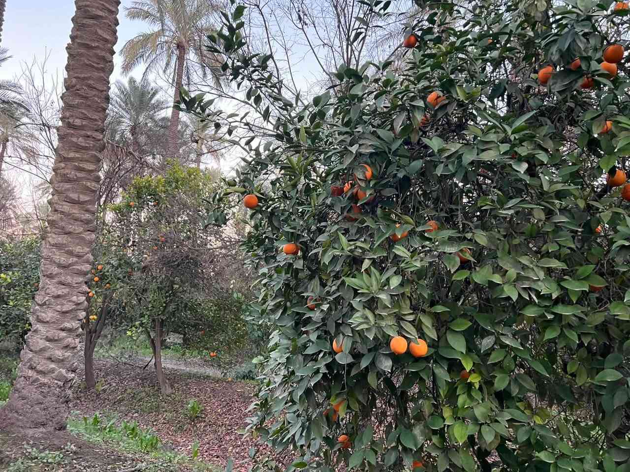 بستان 4 دوانم للبيع طابو زراعي 
في منطقة الحويش تبعد عن الراشديه بحدود 10 دقايق 
متوفر فيها جميع الخدمات 
للاستفسار ***********
