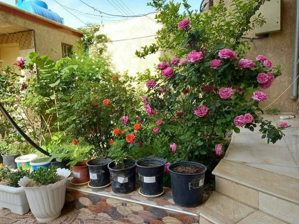 يا الله 
بيت للبيع ملك صرف تحويل ثاني يوم 
المساحه ٢٠٠ متر 
غرفتين نوم 
صاله 
مطبخ 
استقبال 
صحيات 
بناء ٢٠١٨ 
كلش نضيف ثاني يوم تجيب غراضك وتكعد بي 
العنوان قضاء بلد  جمعيه الامام حي الكوام 
للاستفسار اتصل علر الرقم *********** او مراسله الصفحه
