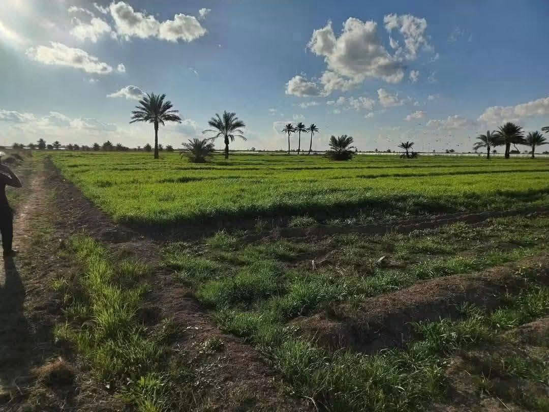 ذراع دجله • ٧ ونص دونم • سند ٢٥
