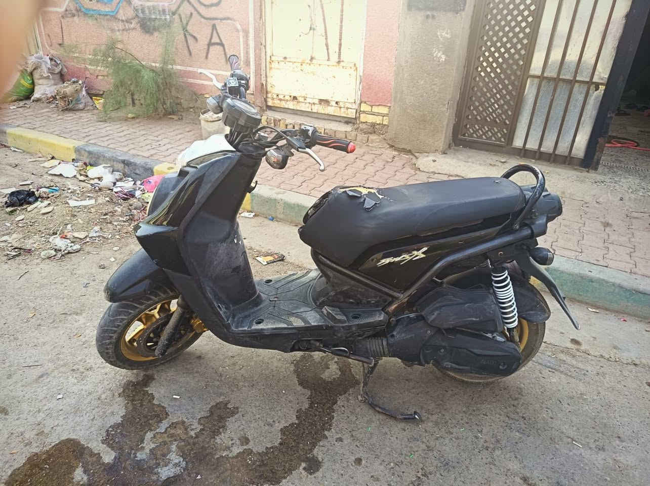 سكنس جبلي • رمبه • شغال