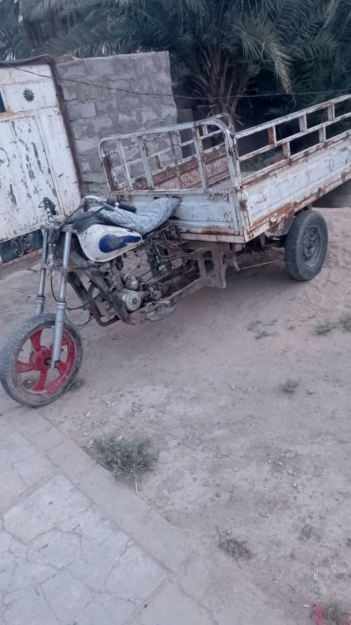 ستوته • شغاله • كامله