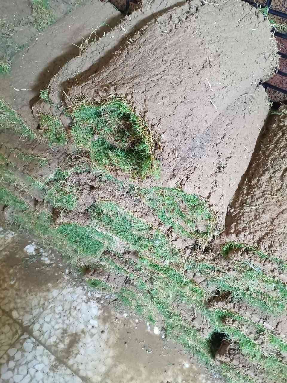 ثيل هولندي • ٤٠ قطعة • أصلي