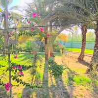 دونم زراعي • سند ٢٥ • الحسينية ام ماشة