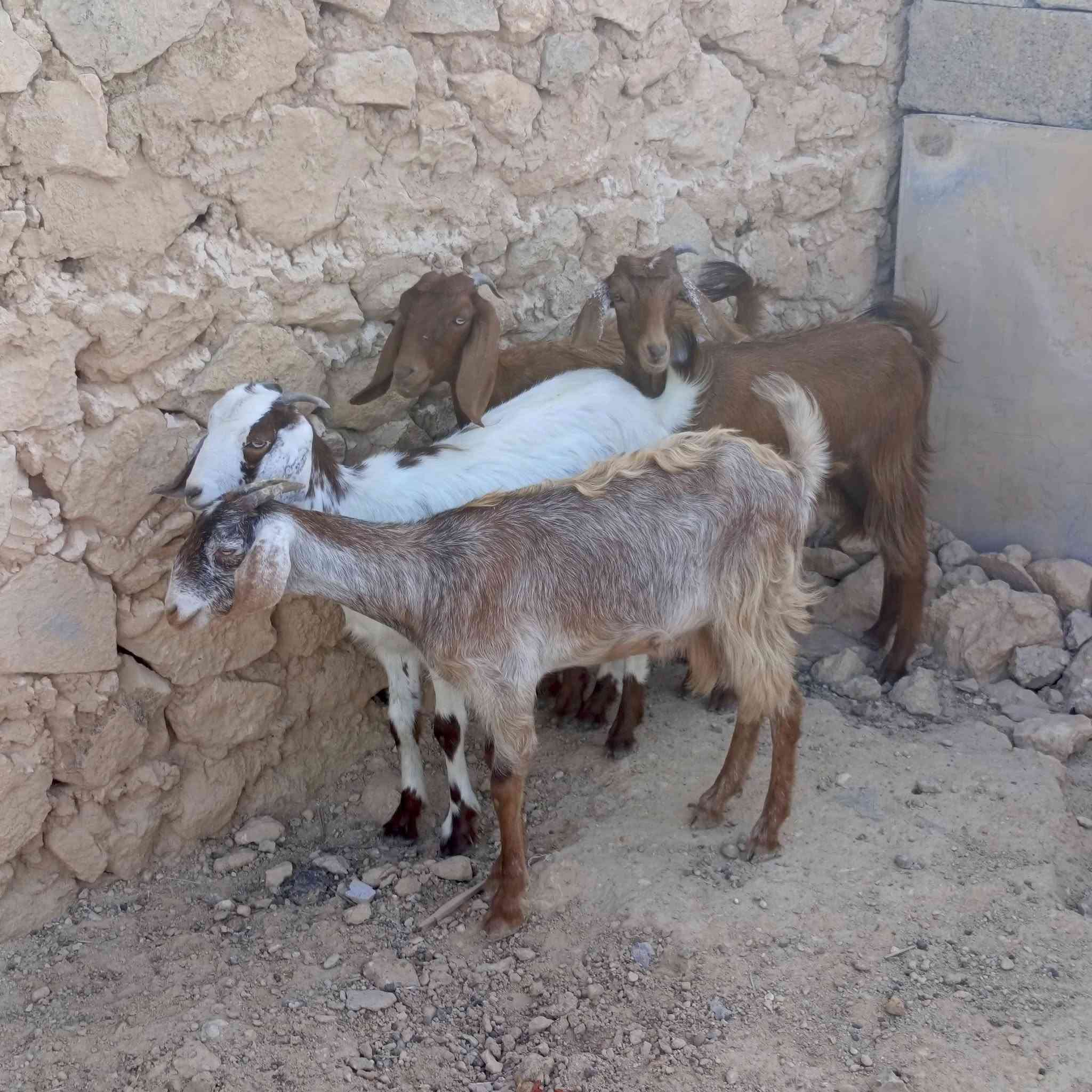مضربات بشامي • حلال نضيف • أربعة