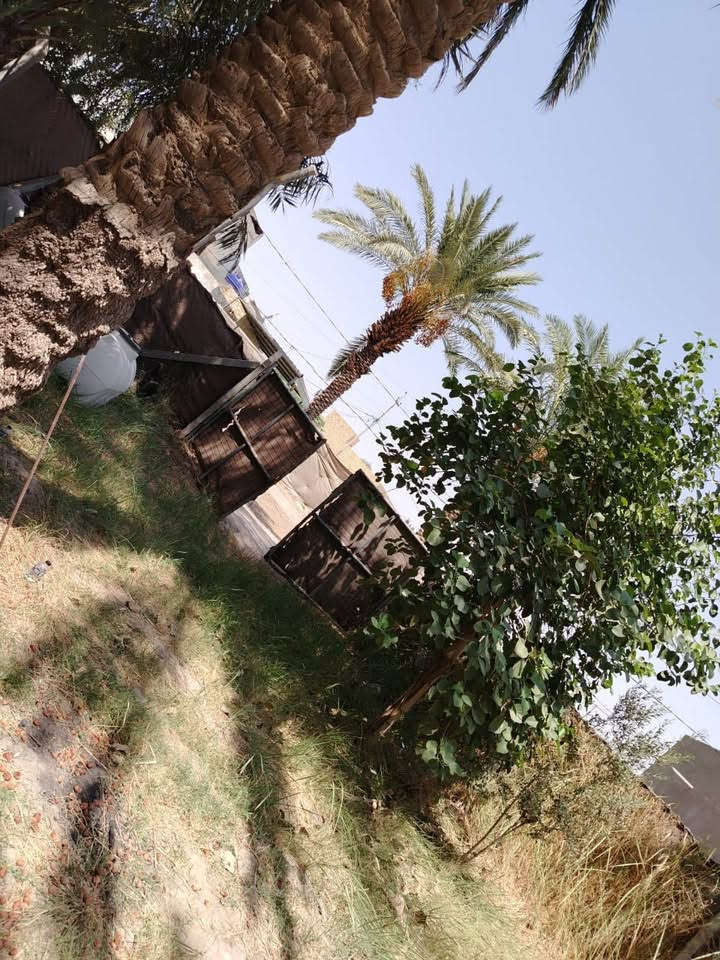 أرض زراعي سند ٢٥ مساحه ٥٠٠ متر طريق السنية السياحي قرب مشروع الماء من جهة الشط تبليط للباب ماء كهرباء نخل وتين وتكي
***********
الاستفسار  ع الاتصال ع الرقم
