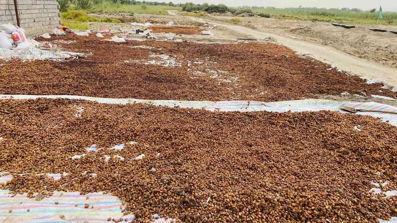 تمر علف • درجة أولى • بابل الحمزه الغربي