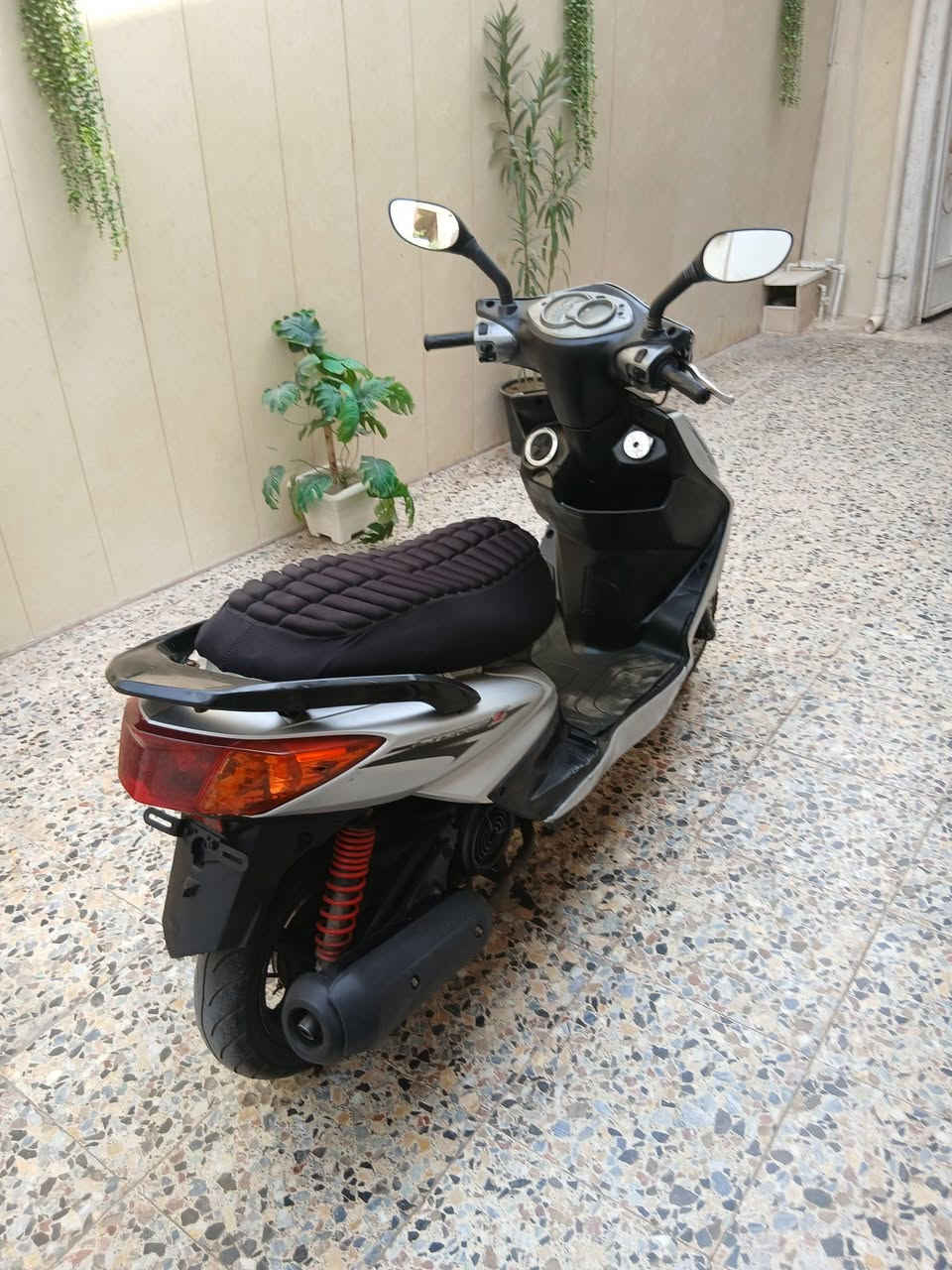سكنس فحل • معمرة • كابريتر