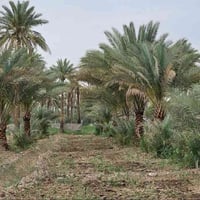 كربلاء الجذار • ٣ دونم • طابو سند ٢٥