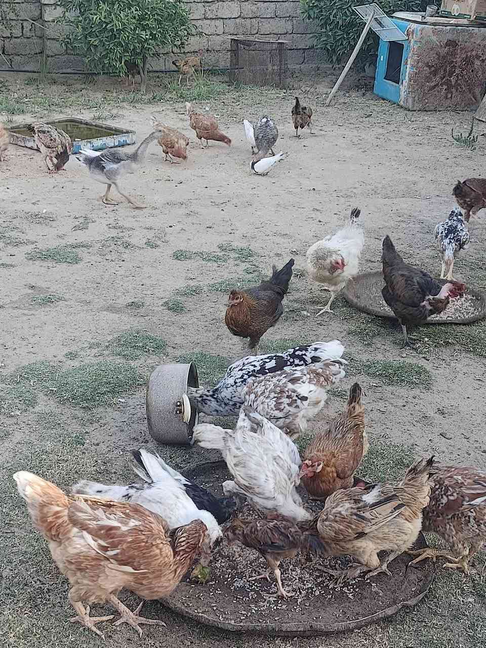 السلام عليكم متاح  30دجاجه عرب 10ابو ركيبه الشراي يجي خاص ***********
مكان بيجي قريه المزرعة
