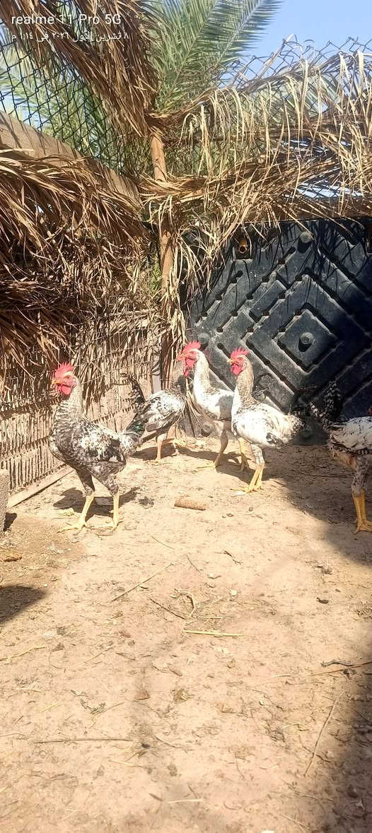 ديوك عرب • ٥ • ٩ أشهر