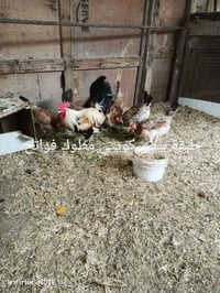قضاء الصادق ابو غريب الاتصال على رقم 07812460987