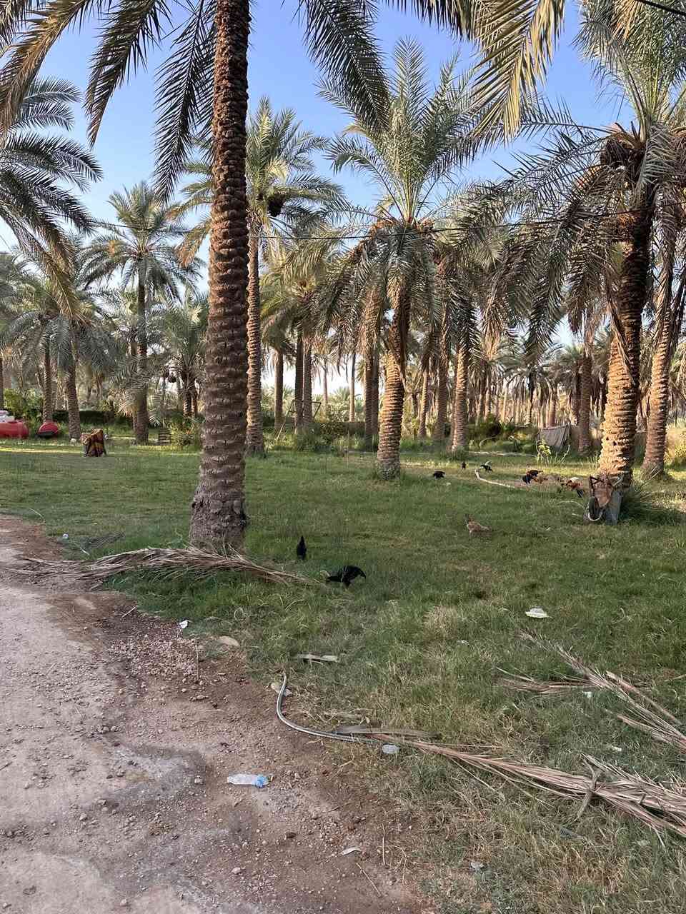 ٣ دونم • طابو زراعي • ١٢٠ نخلة