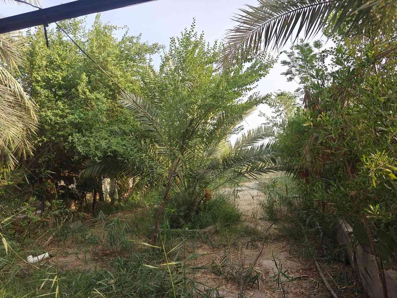 شارع السفينة • دونم • ٣٠ نخلة