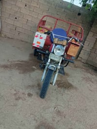 ستوته ام الطير • بدون اوراق • نضيفه