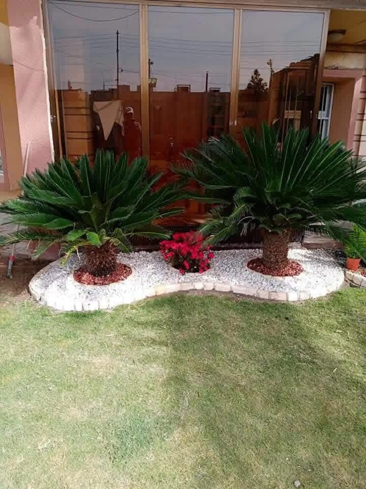 تنسيق حدائق • المهندس ابو جنات • الجمعه