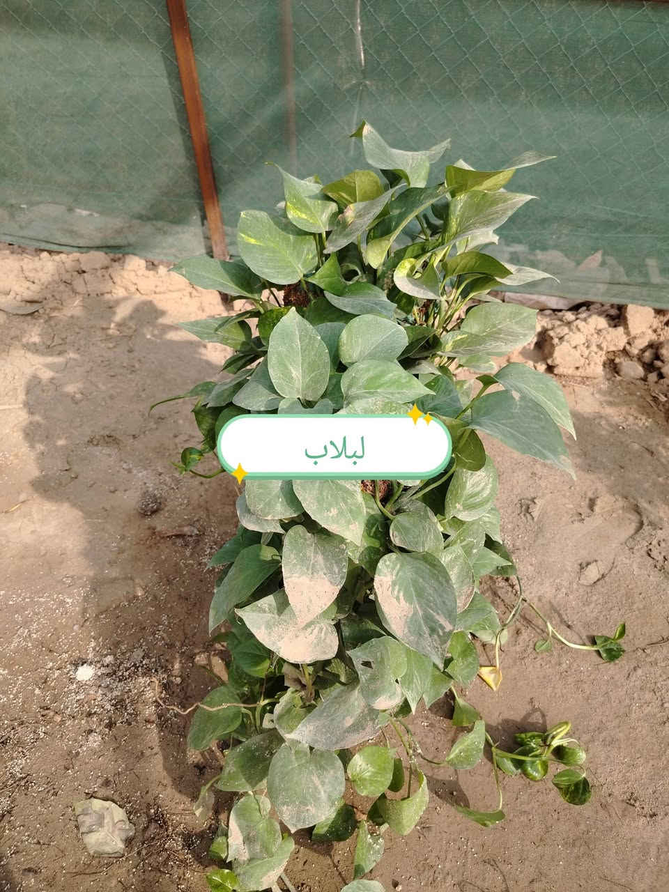 مشتل سيد هشام • نباتات زينة • قرب نزلة جحيشات