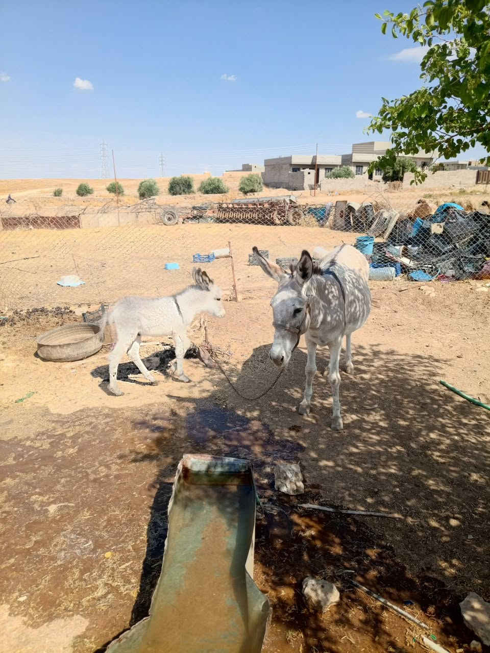 الجحش للبيع/***********---***********

