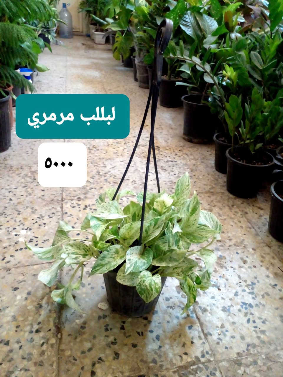 سلام عليكم
عرض نباتات داخلية كثيفة ..
عرض بتموس السلسبيل  15 L
فقط ب ٥٠٠٠
عصا موسى 
١٢٥٠....١٧٥٠....٢٠٠٠...٢٥٠٠
موقعنا ..
بغداد ..حي العدل ..شارع الأسواق المركزية ...مقايل مدرسة الأرض السعيدة ...داخل قيصرية عباس 
للحجز او الإستفسار 
المسنجر أو الواتسآب ●***********●

نص مكتوب في الصور:
- اريكاريا داخلية ارتفاع متر ٨٥٠٠
- أراليا داخلية خارجية بالظل ارتفاع ٧٠ سم كثيفة ٧٠٠٠
- بلبلب مرمري
- ٥٠٠٠
- جلونيما خضراء خشنة ٨٥٠٠
- ١٢٥٠٠
- جلد النمر
- ارتفاع ١٢٠ سم
- زاميا داخلي كثيفة ارتفاع 65 سم ١٤٥٠٠
- يوكا هولندي
- أحادي ارتفاع ١٥٠ سم
- ١٤٠٠٠
- یوکا ثلاثیة ارتفاع ٧٥ سم ١٣٠٠٠
- كريتون داخلي ارتفاع 85 سم كثيف جدا 11000