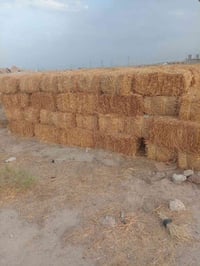 مصفى النجف الذهبي • ١٠٠ كبسة • حنطة