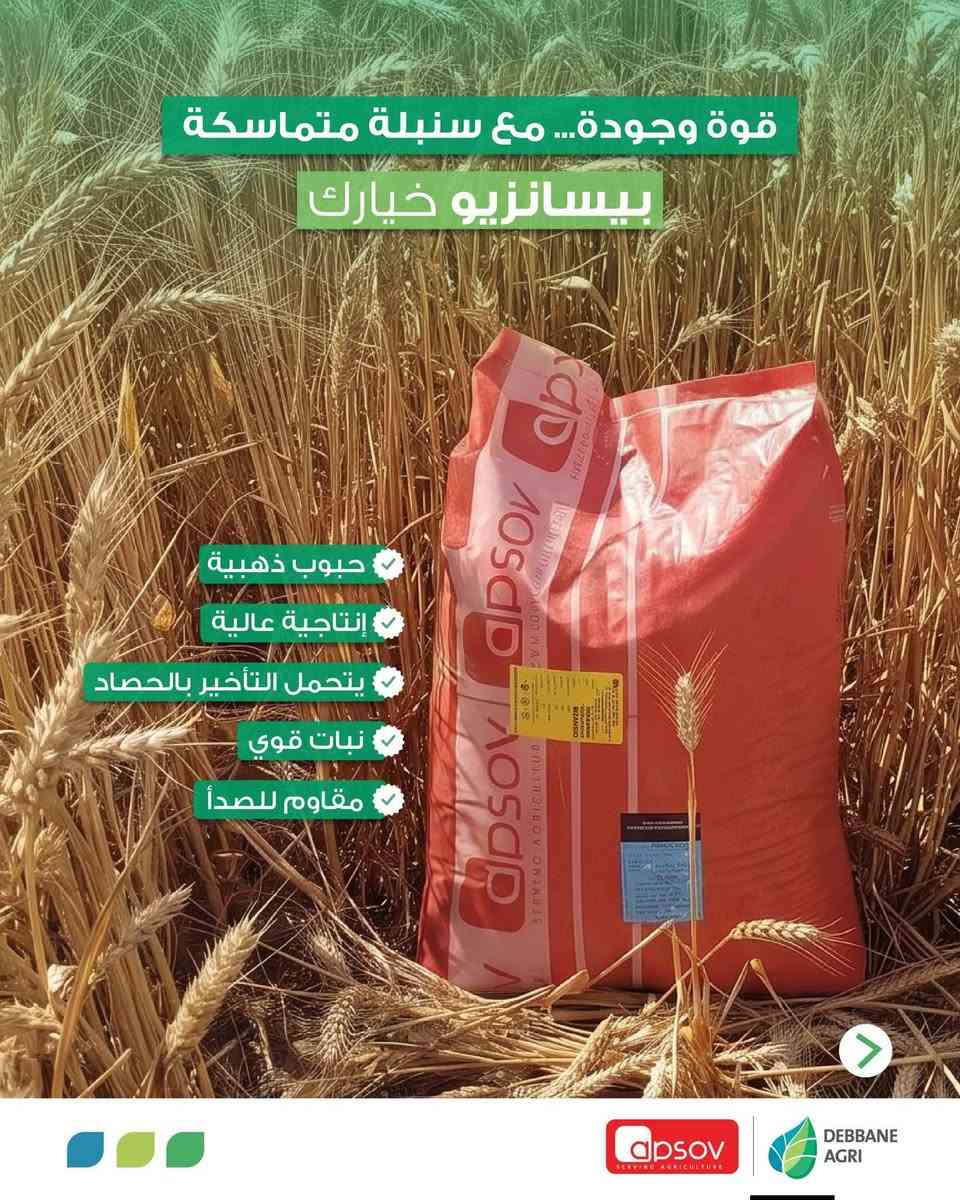عربية • بيسانزيو • إنتاجية عالية