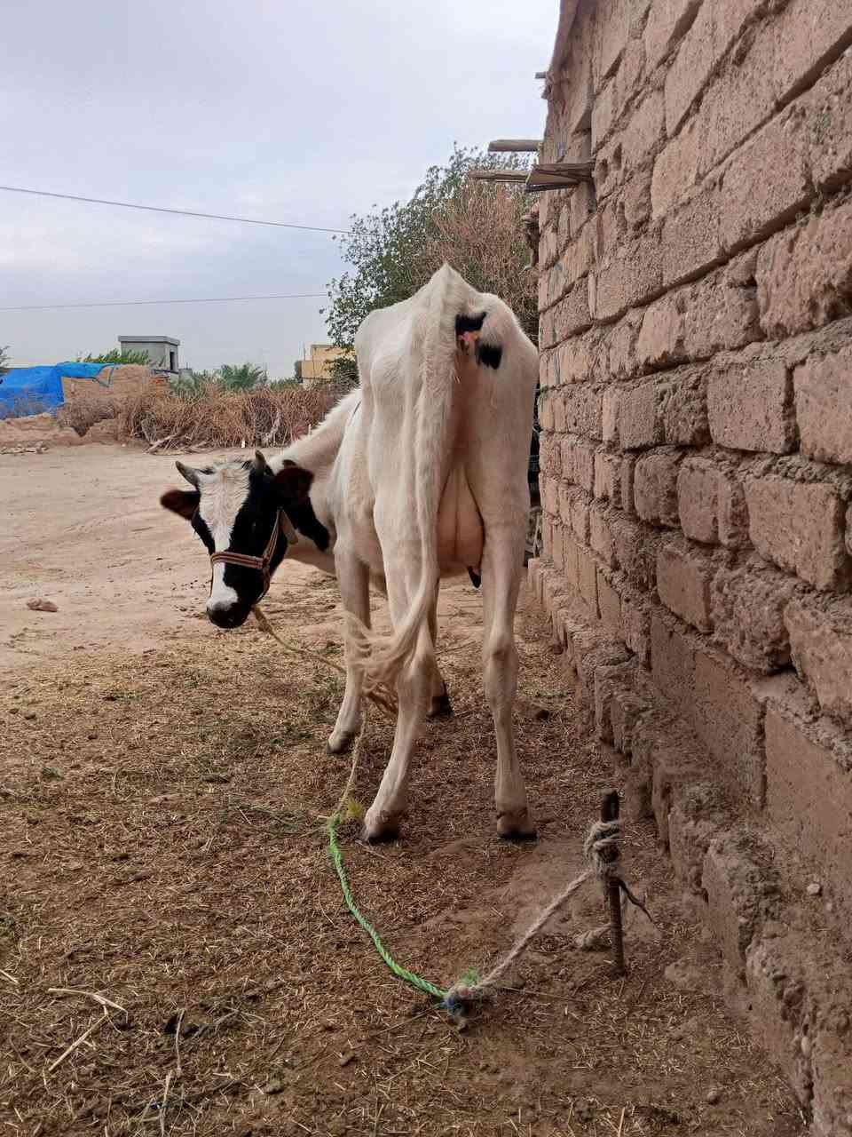 بجر • أول بطن • للبيع