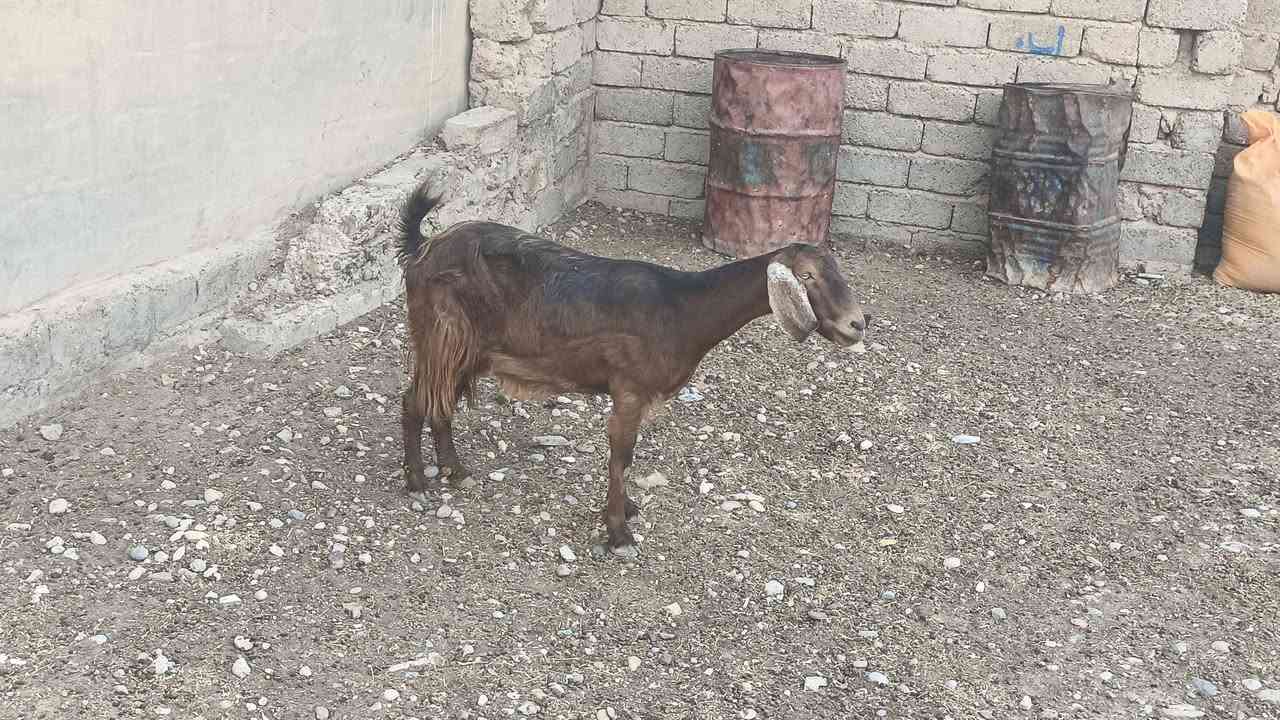 شرط المكان • حي العصري