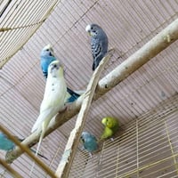 طيور محميه • امايه • ١٠ ازواج
