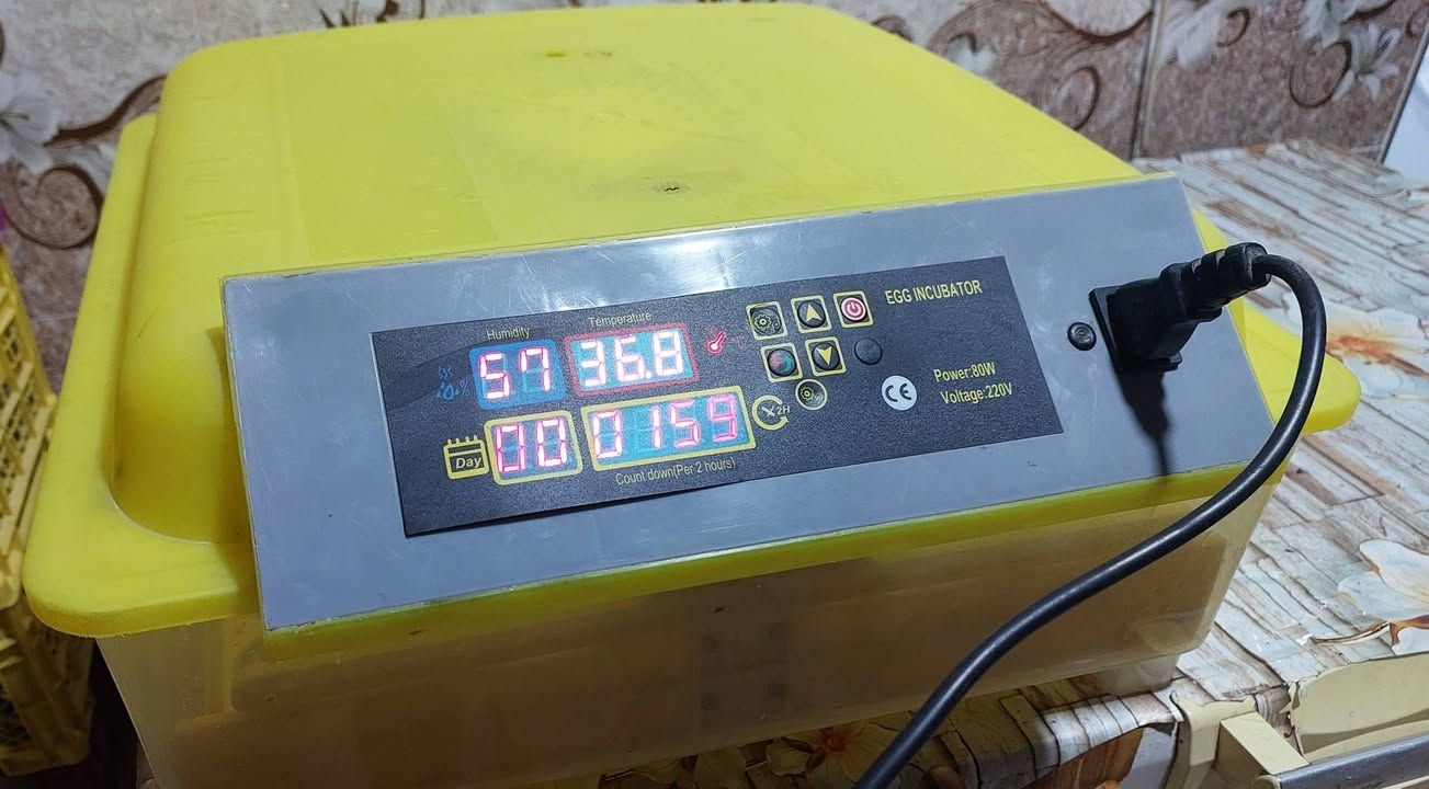 فقاسة بيض أوتوماتيكية ECG Incubator للبيع
فقاسة بيض أوتوماتيكية بحالة جيدة وشغالة بالكامل، جاهزة للاستخدام، بيها تحكم رقمي بالحرارة والرطوبة وتقليب أوتوماتيكي للبيض وعدّاد لأيام التفريخ، تعمل على 220V وبقدرة 80W الحالة مستعملة وشغالة بالكامل.

رقم واتساب /***********
سعر خاص على واتساب
