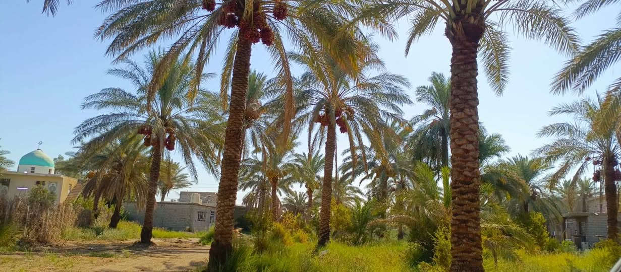 بستان1100 متر للبيع طابو زراعي سند 25 تحويل مباشر بسم المشتري السعر 100 مليون وقابله للتفاوض العنوان بغداد ناحية الراشدية قرب البحيرة تتوفر جميع الخدمات للاستفسار الاتصال على الرقم *********** مكتب العبيدي للعقار
