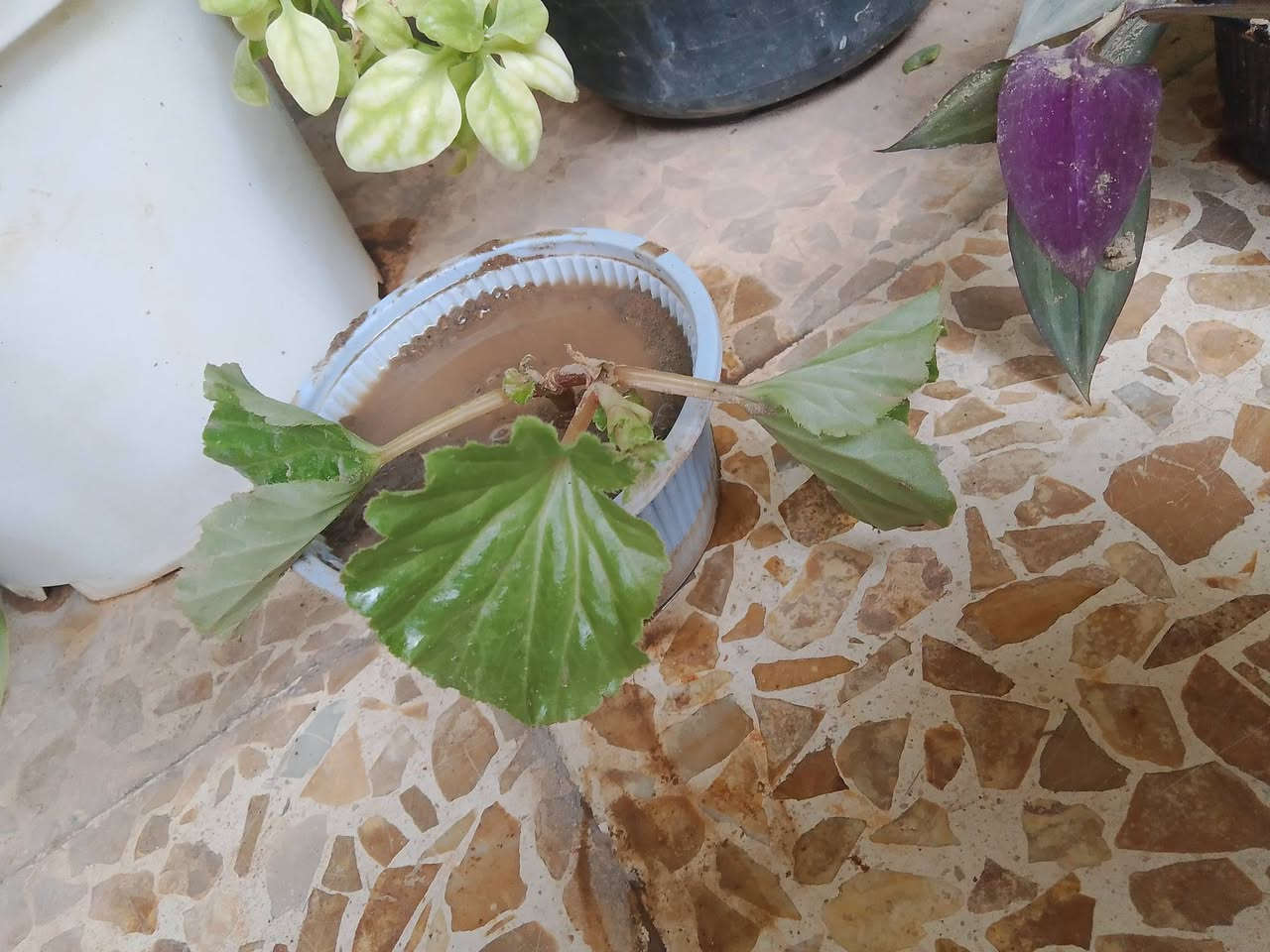 نباتات • صغيرة • ٤ قطع