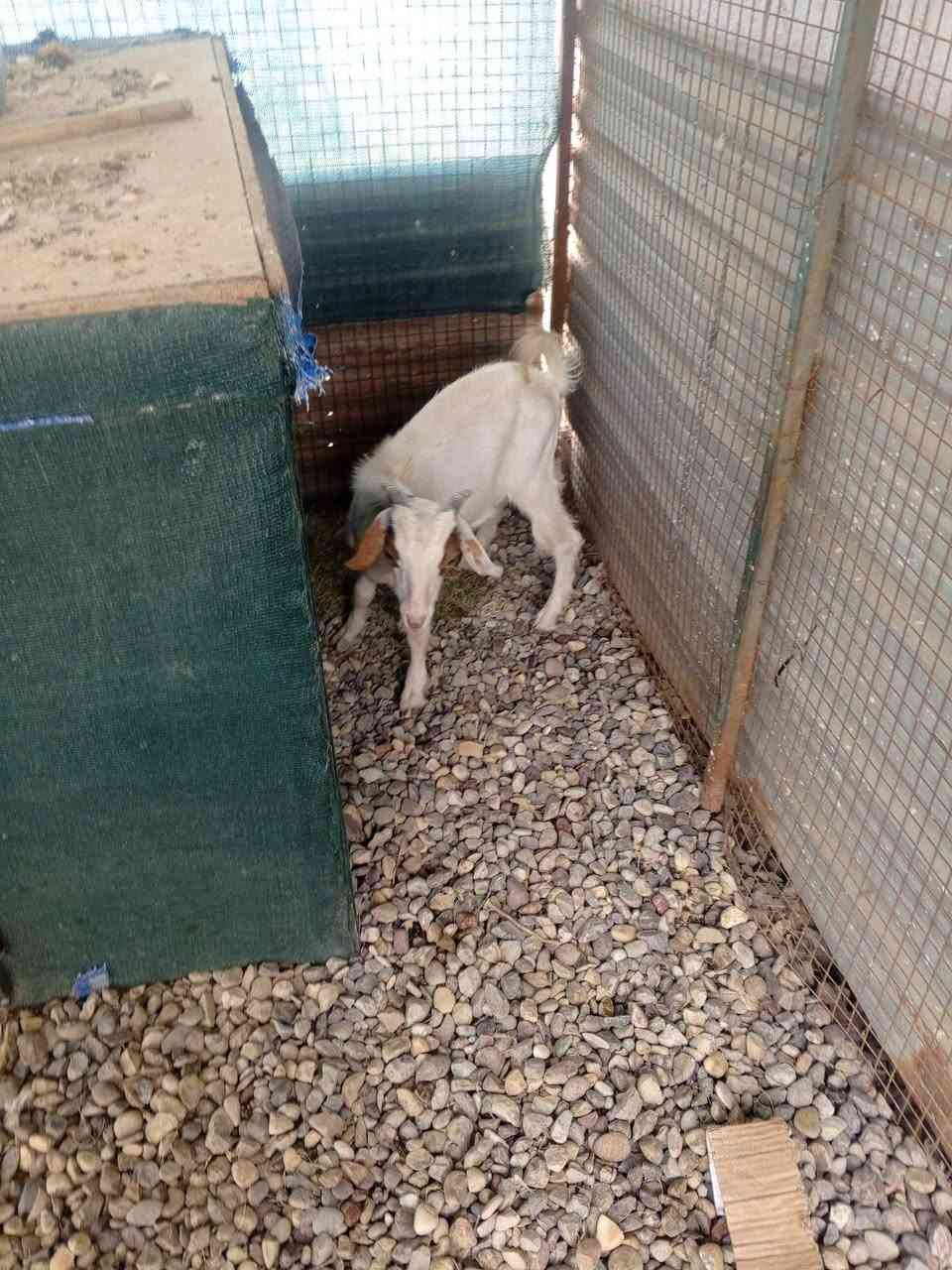 صخل مال ربط • سعر مناسب • تكريت