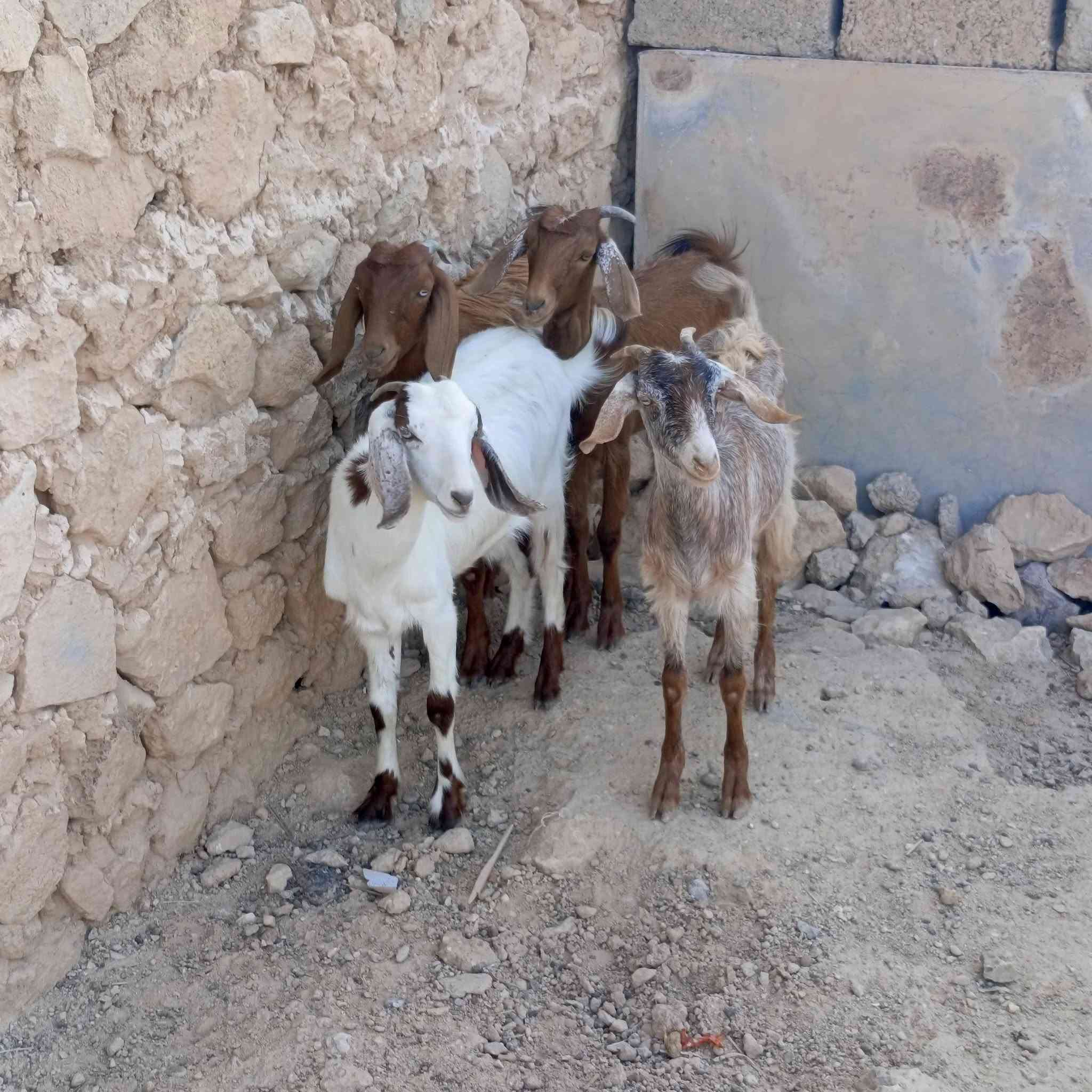 مضربات بشامي • حلال نضيف • أربعة