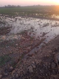 ارض زراعية للبيع عنوان ديالى خان بني سعد حي الرسول ع حولي الحي بصف الح...