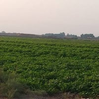 ارض زراعيه للبيع متوفر جميع خدماته من ماء وكهرباء واساله وشارع رئيسي ي...